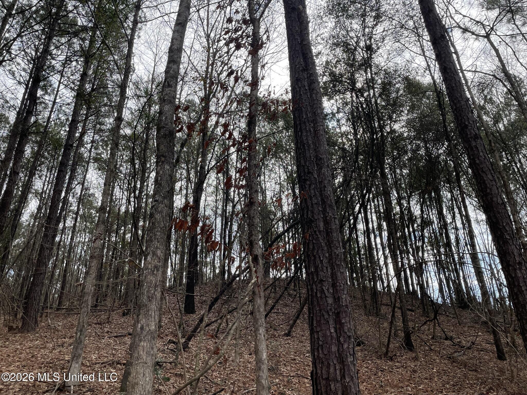 371 Southwest Low Water Lane Brookhaven, MS 39601 - Photo 12 of 12 IMG_0920