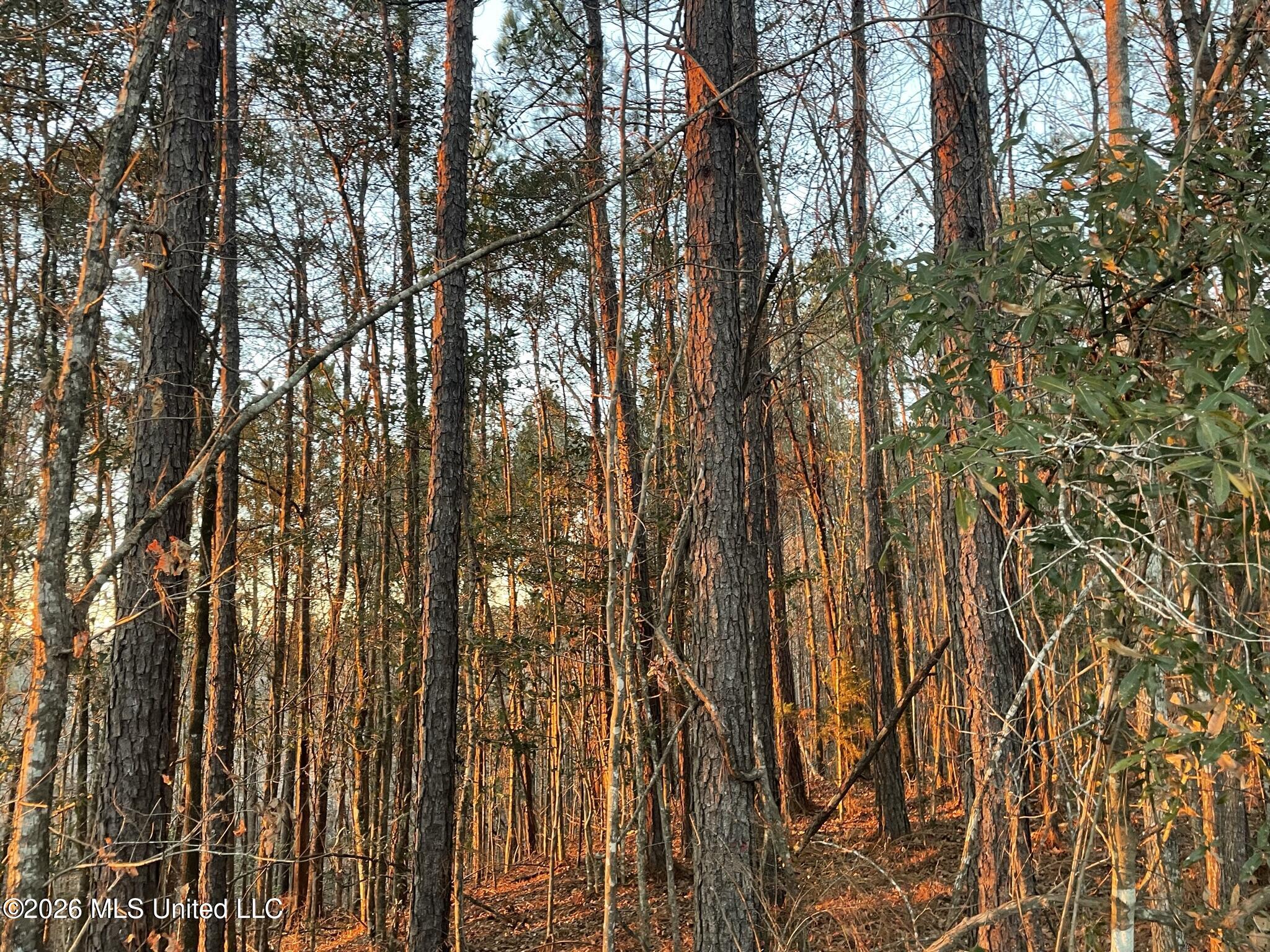 371 Southwest Low Water Lane Brookhaven, MS 39601 - Photo 2 of 12 IMG_0870