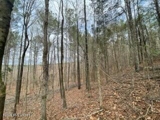 371 Southwest Low Water Lane Brookhaven, MS 39601 - Photo 3 of 12 boundary line - south
