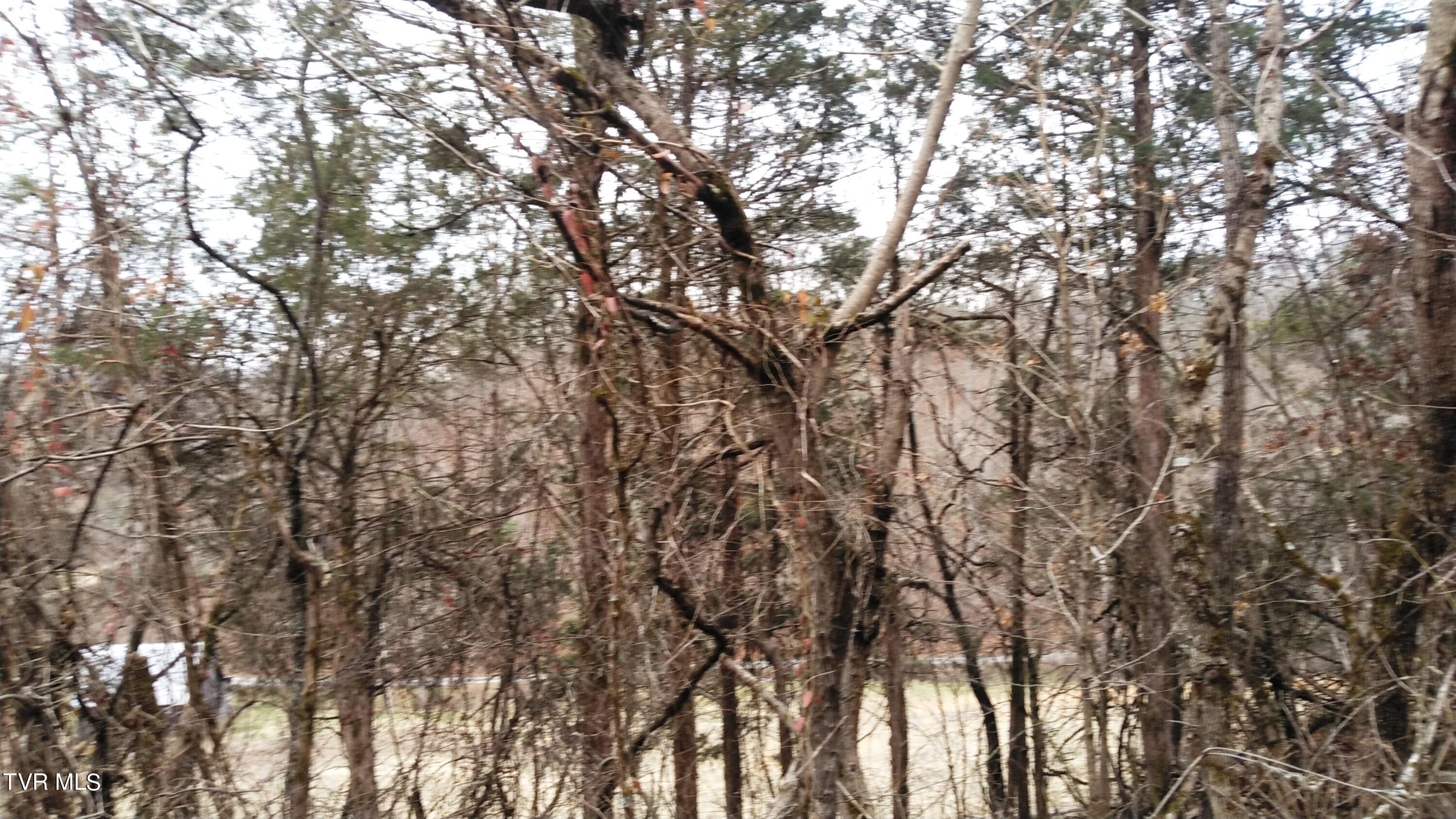 0 Looney Road Parrottsville, TN 37843 - Photo 12 of 41 Looney Rd Off