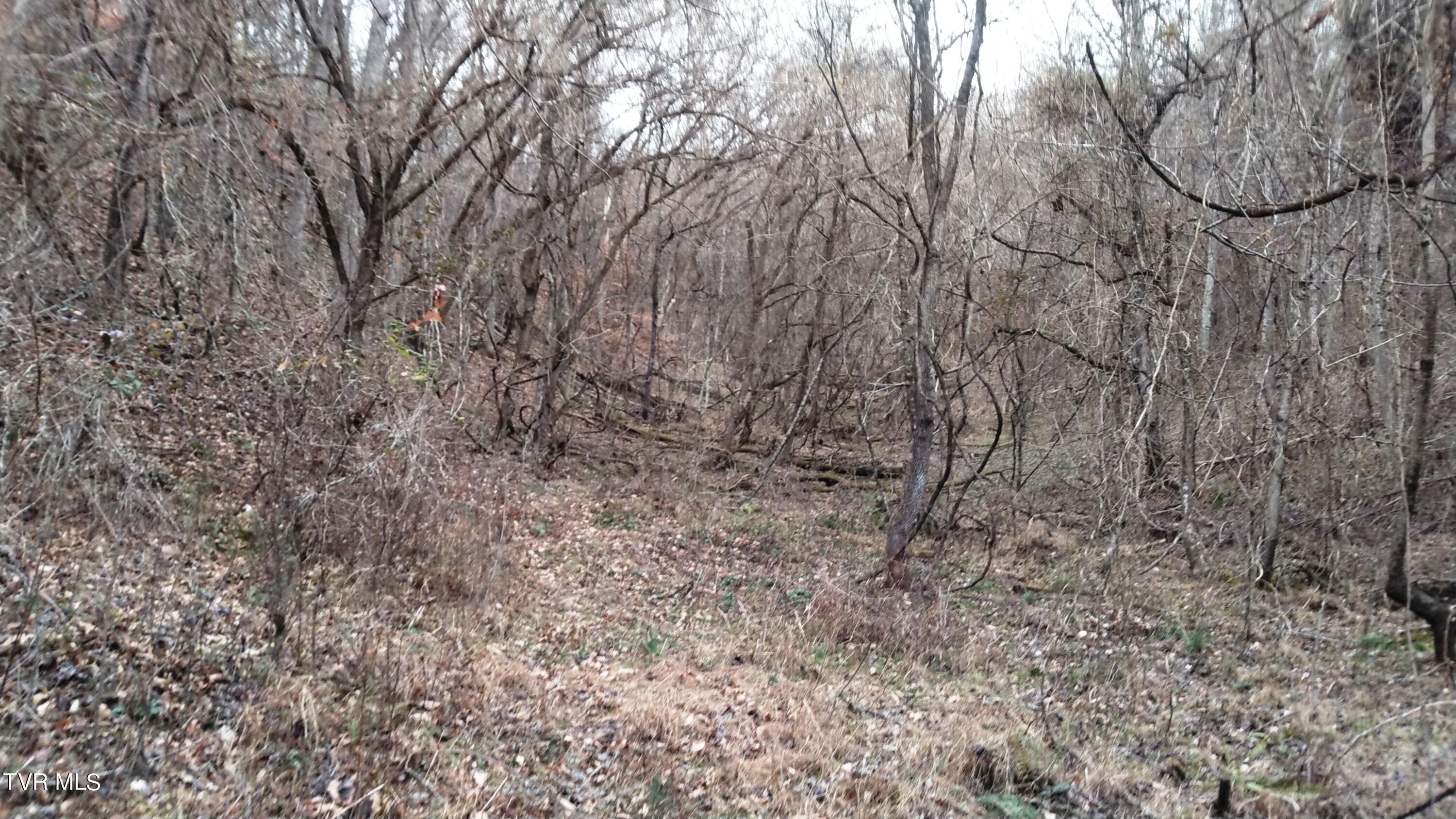 0 Looney Road Parrottsville, TN 37843 - Photo 13 of 41 Looney Rd Off