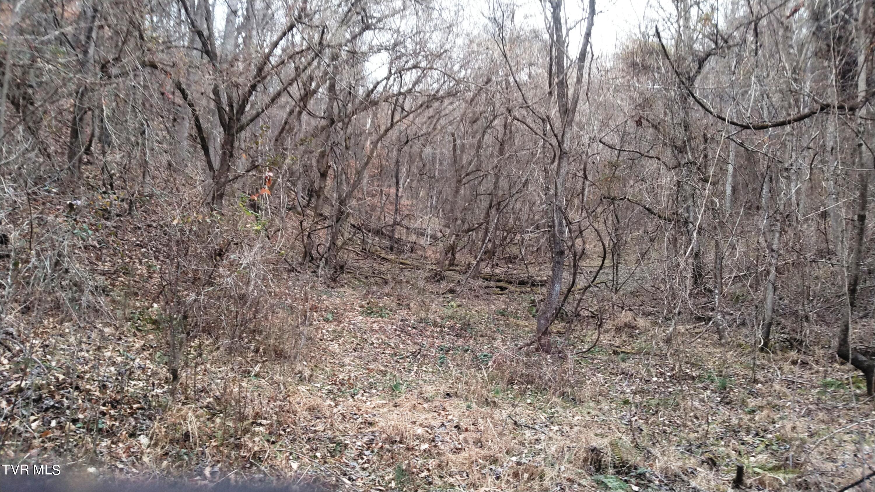 0 Looney Road Parrottsville, TN 37843 - Photo 14 of 41 Looney Rd Off