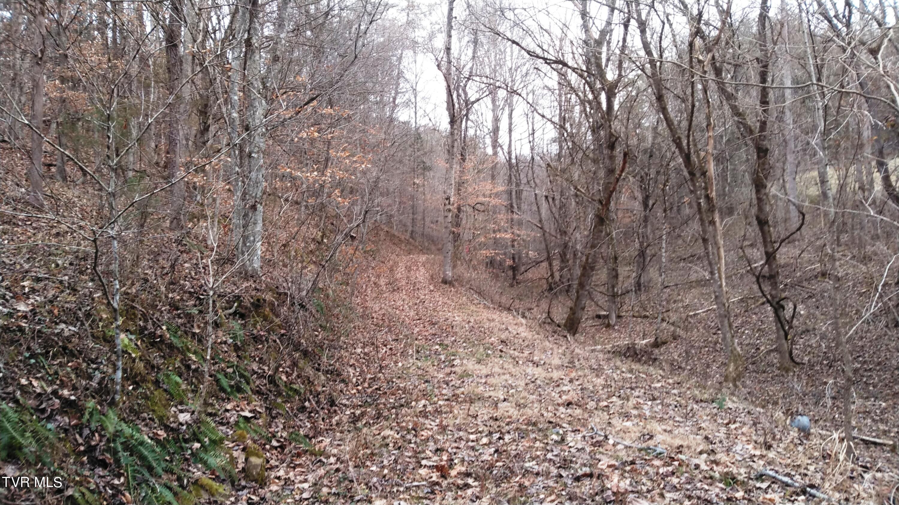 0 Looney Road Parrottsville, TN 37843 - Photo 7 of 41 Looney Rd Off