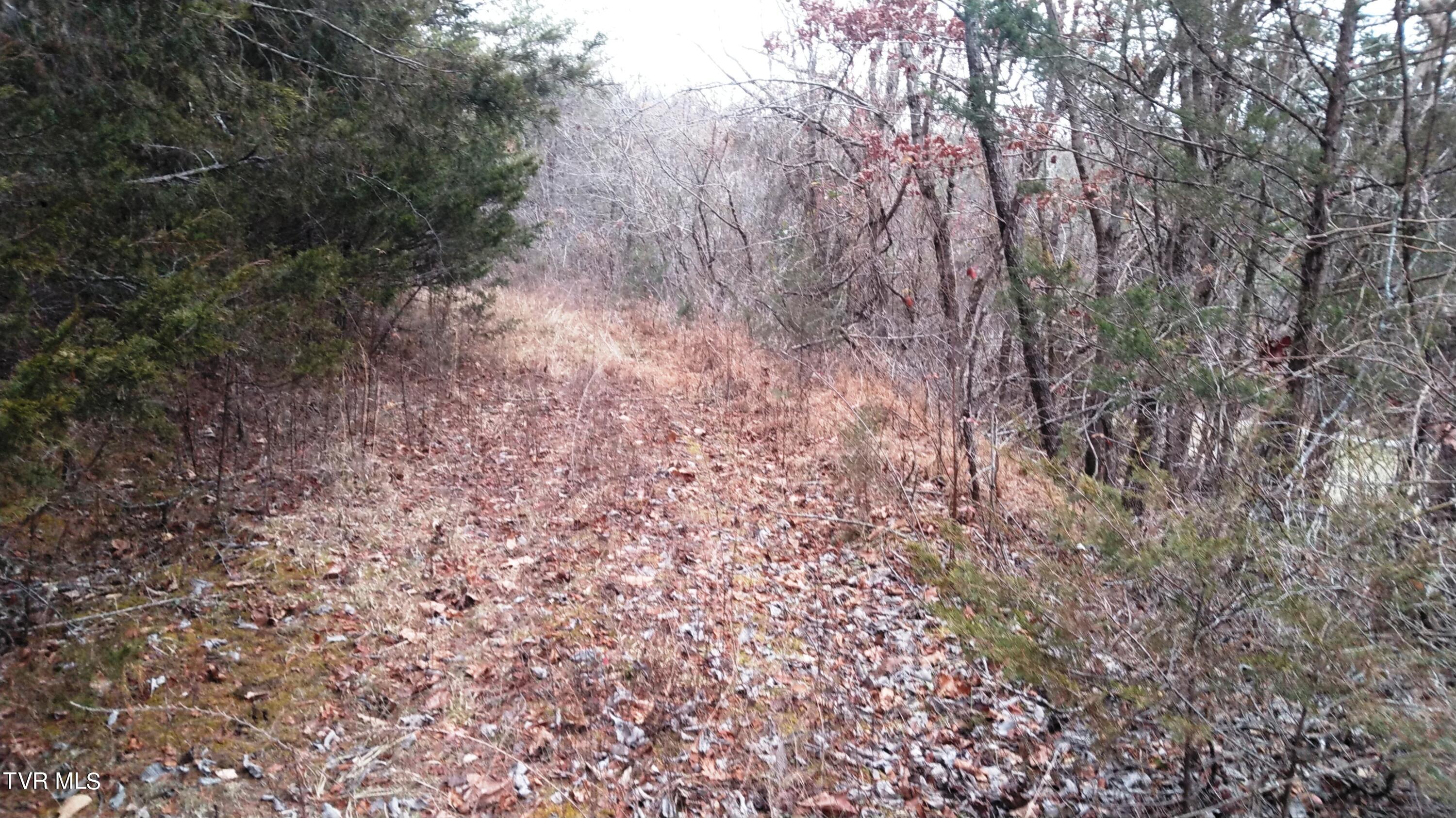 0 Looney Road Parrottsville, TN 37843 - Photo 8 of 41 Looney Rd Off