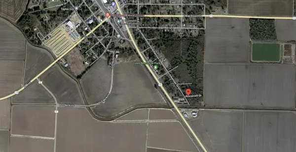 a view of a forest with trees in the background