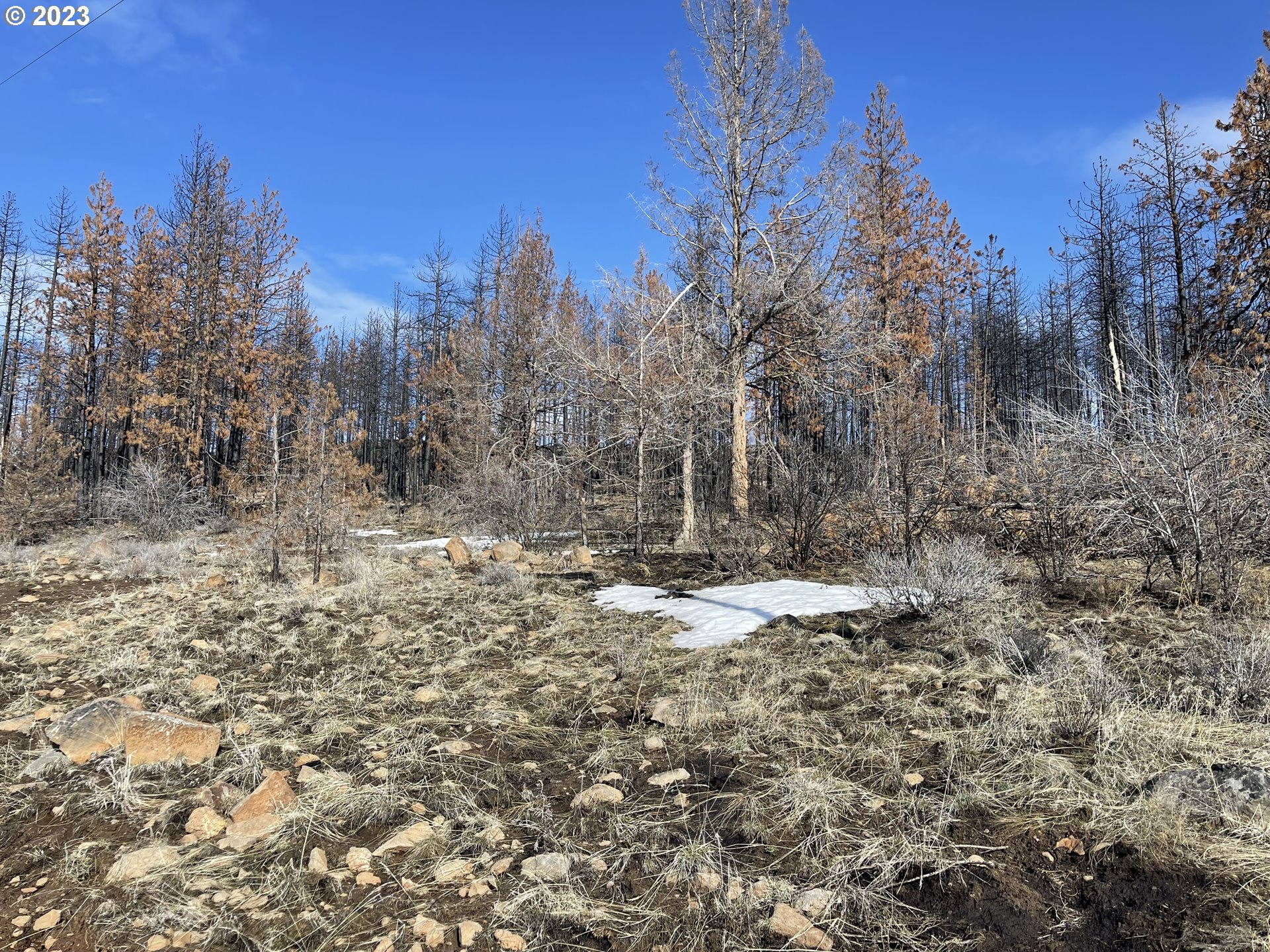 0 Loyd Low Trail Bly, OR 97622 - Photo 18 of 21 a view of a yard with trees