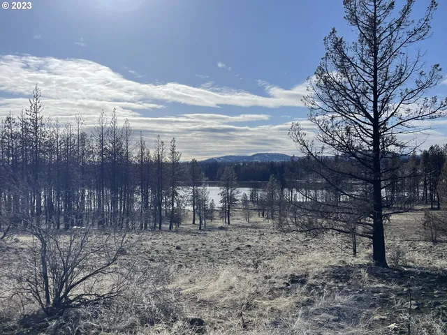 a view of a backyard with large trees