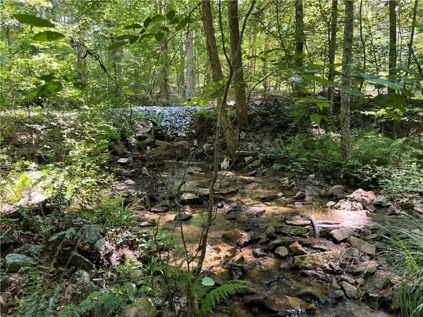 a view of a forest with large trees