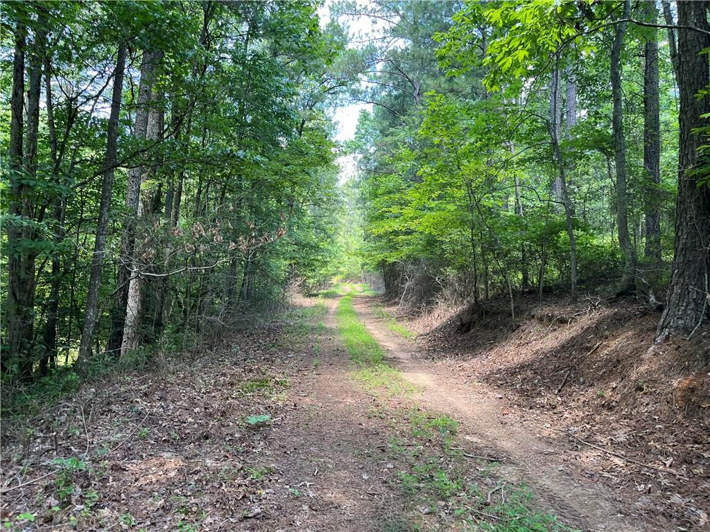 1600 White Road White, GA 30184 - Photo 17 of 17 a view of a forest with trees in the background