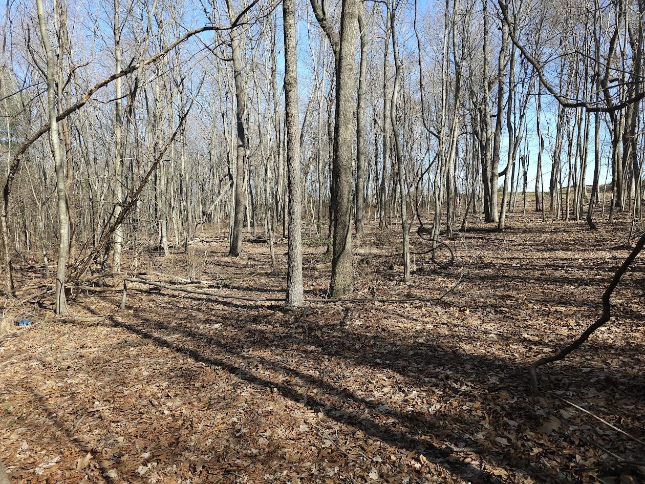 a view of a backyard with large trees