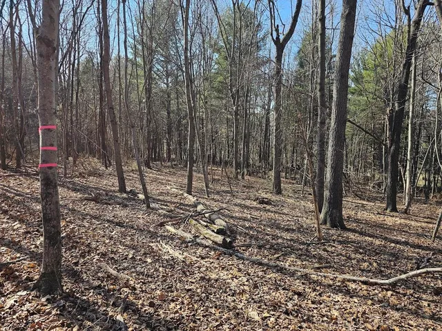 a view of a yard with plants and trees
