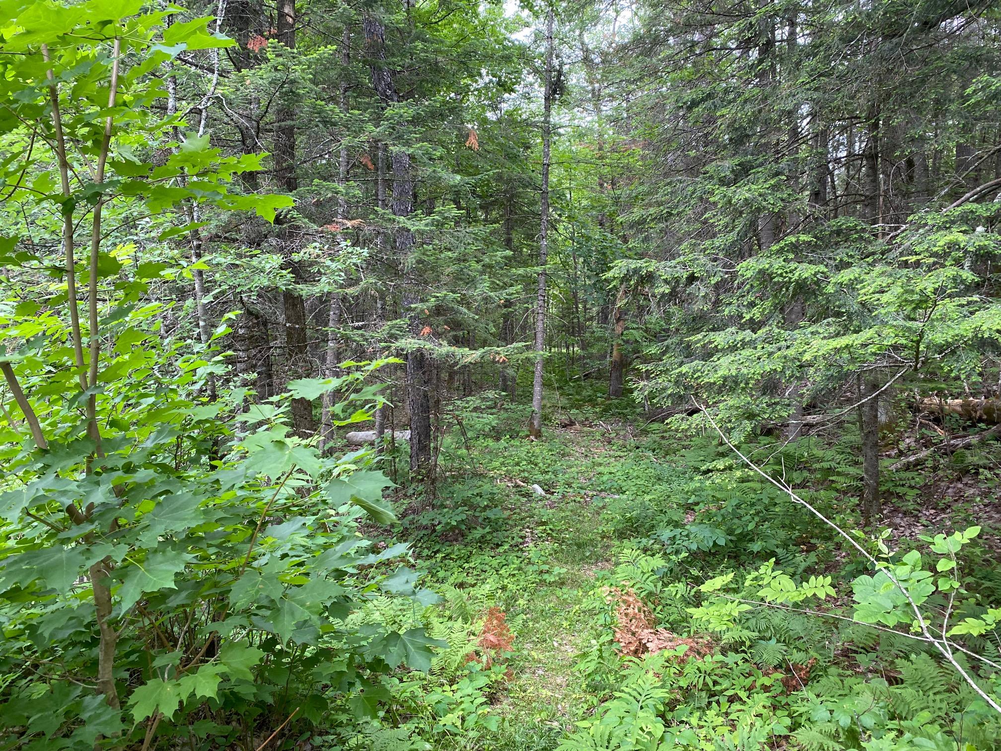 M11-l50 Molunkus Road Cornville, ME 04976 - Photo 9 of 11 IMG_3259