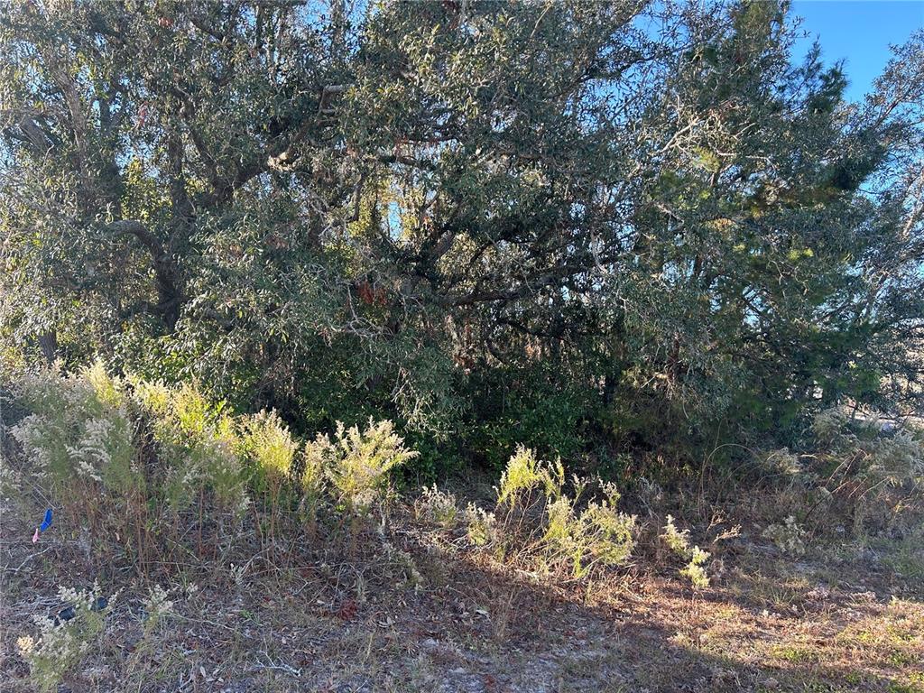 0 Amero Lane, Unit 13 Spring Hill, FL 34609 - Photo 4 of 4 a view of a tree in a yard