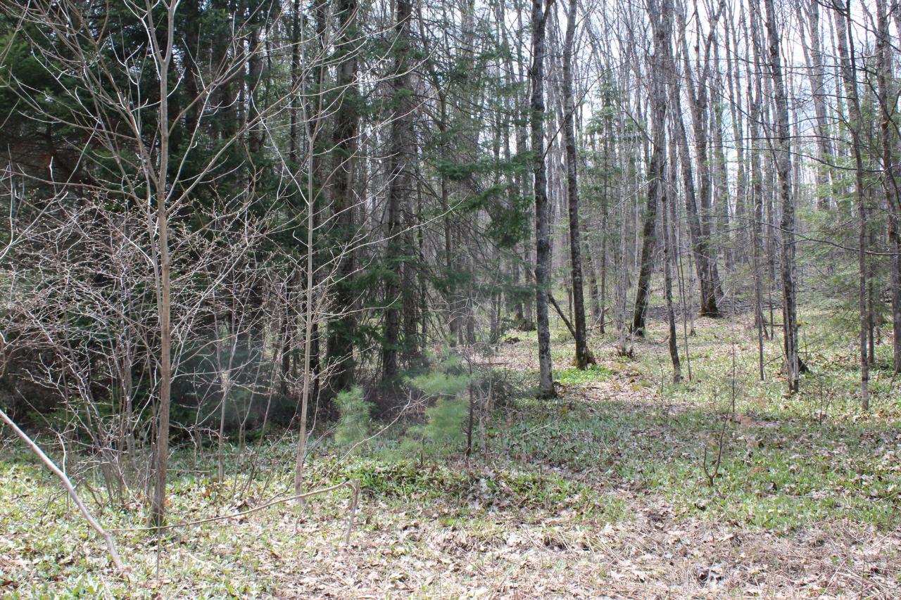 36-acres Charleys Road Phelps, WI 54554 - Photo 3 of 17 Gallery Image 3