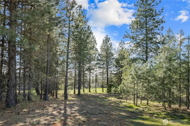 a view of a forest with trees in the background