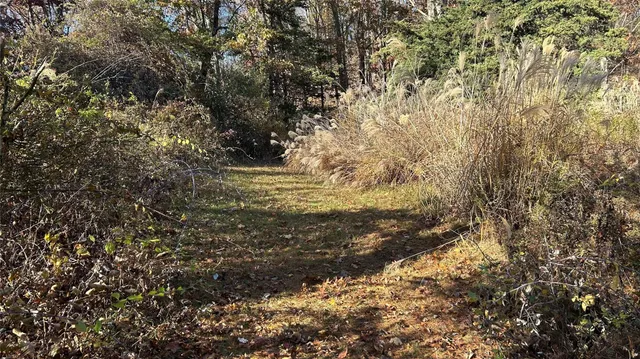 a view of a yard with large trees
