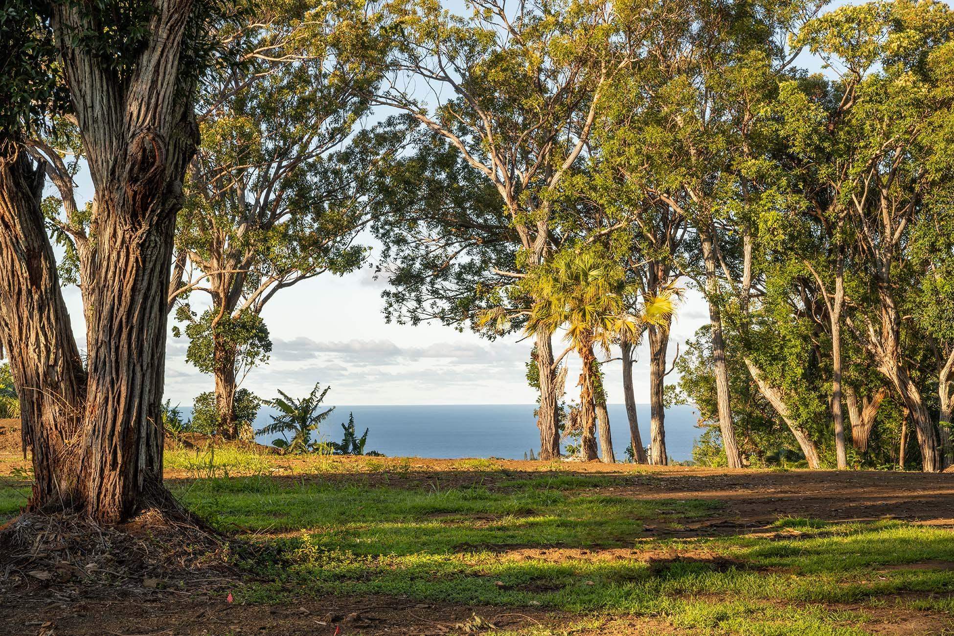480 East Kuiaha Road Haiku, HI 96708 - Photo 15 of 23 a view of a yard with an trees