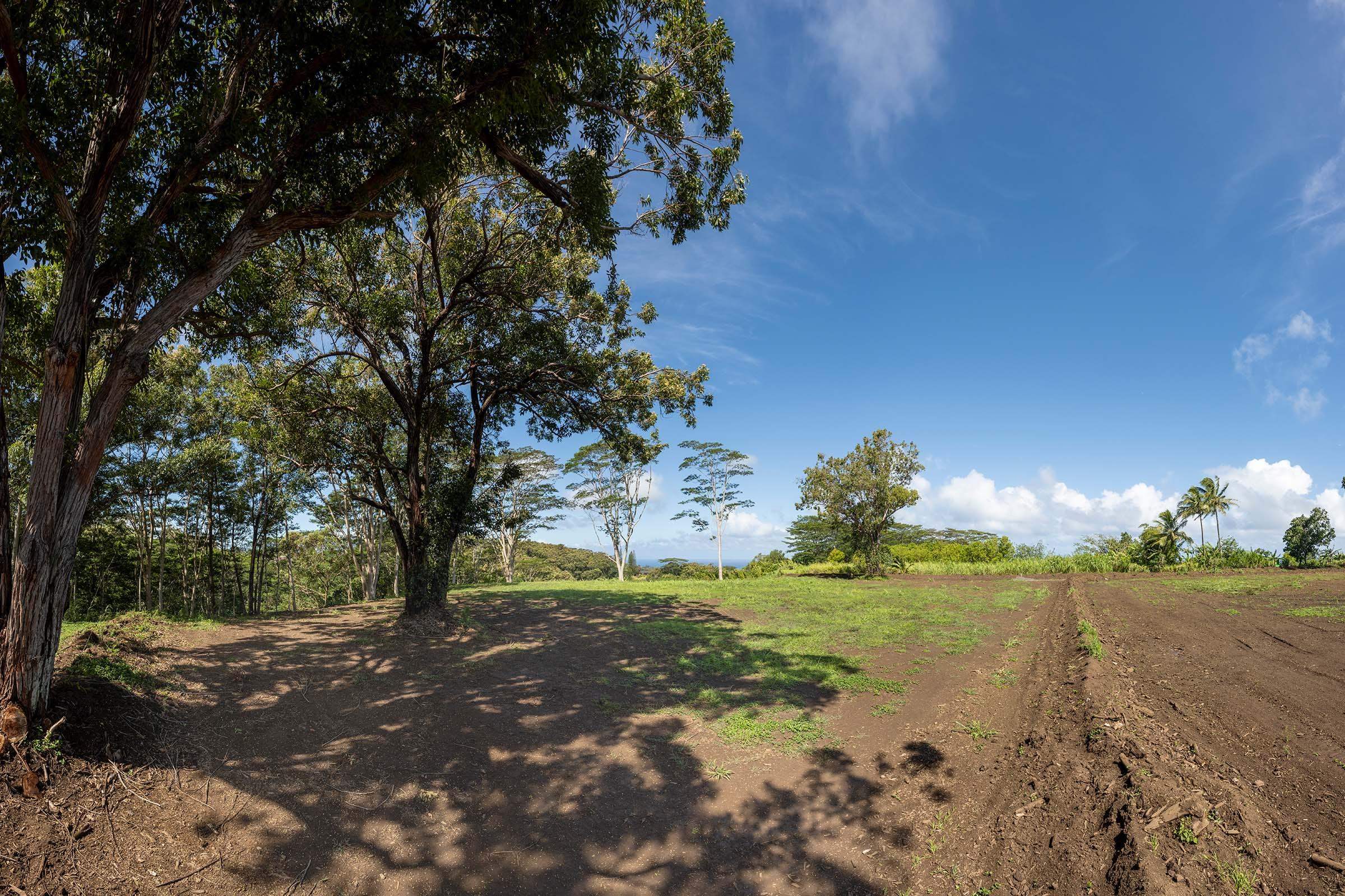 480 East Kuiaha Road Haiku, HI 96708 - Photo 6 of 23 a view of a yard with a tree