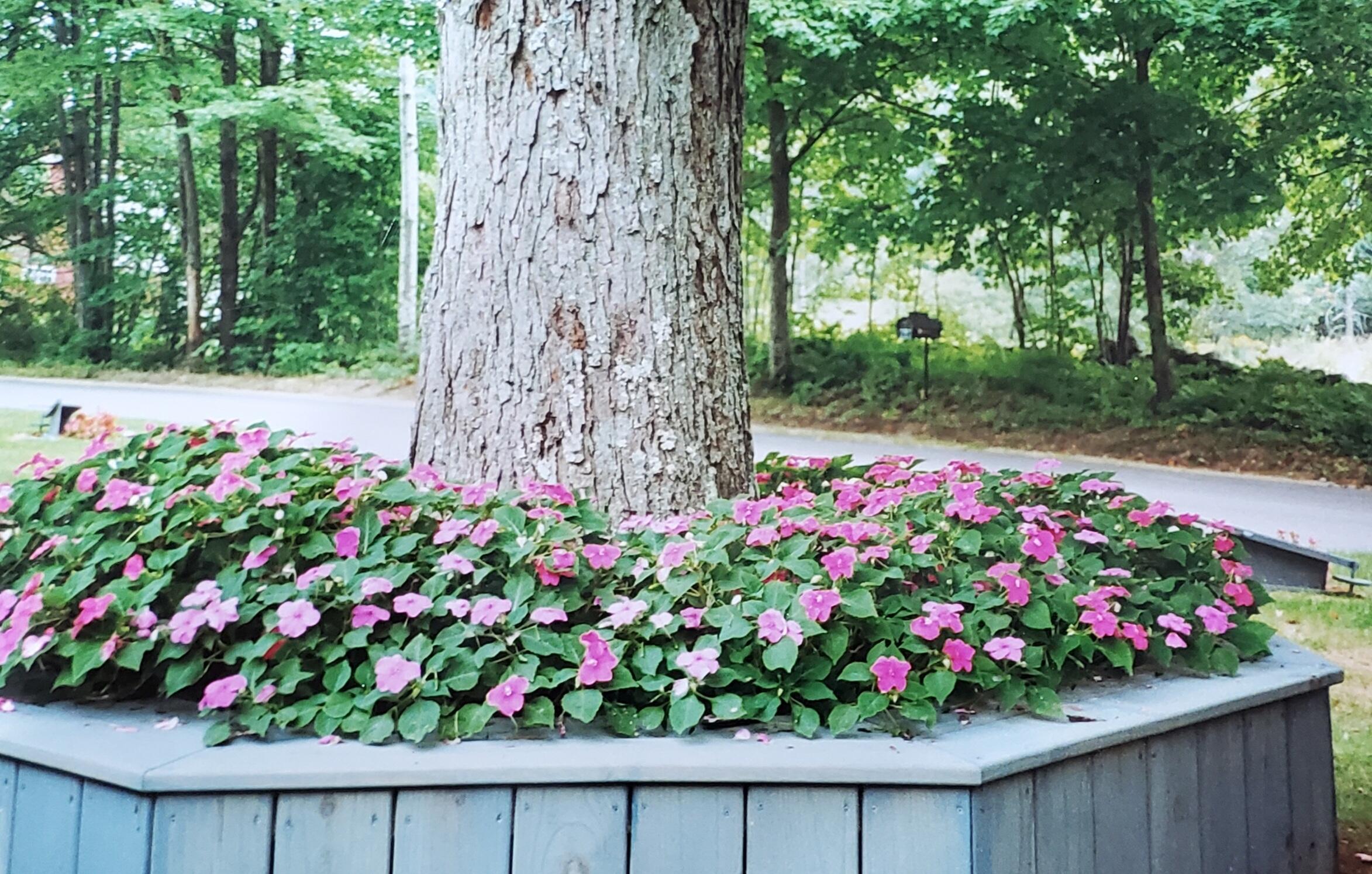 24 Pine Hill Road Limington, ME 04049 - Photo 42 of 42 PLANTER