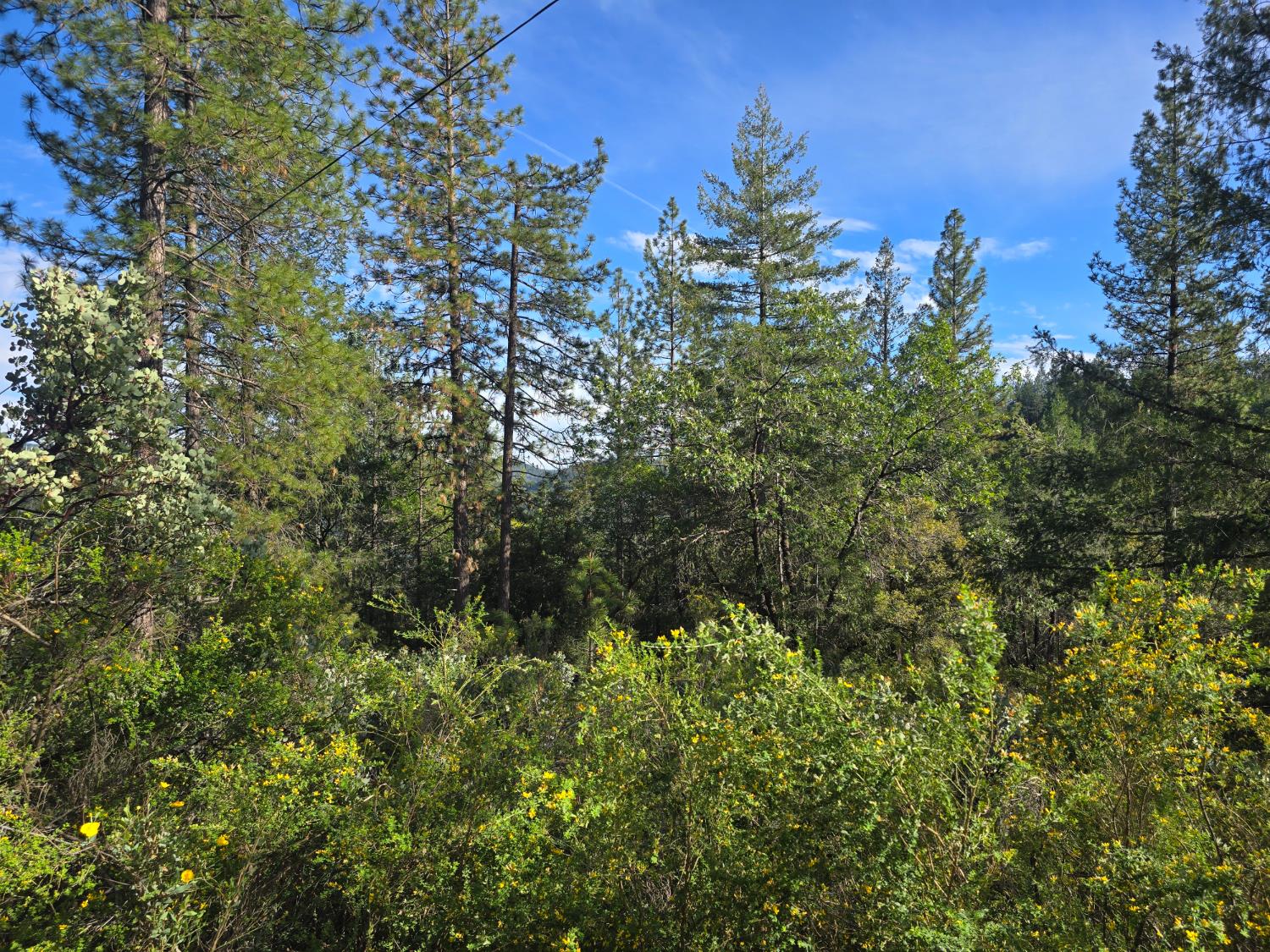 0 P C Lane Colfax, CA 95713 - Photo 2 of 8 a view of a bunch of trees and bushes