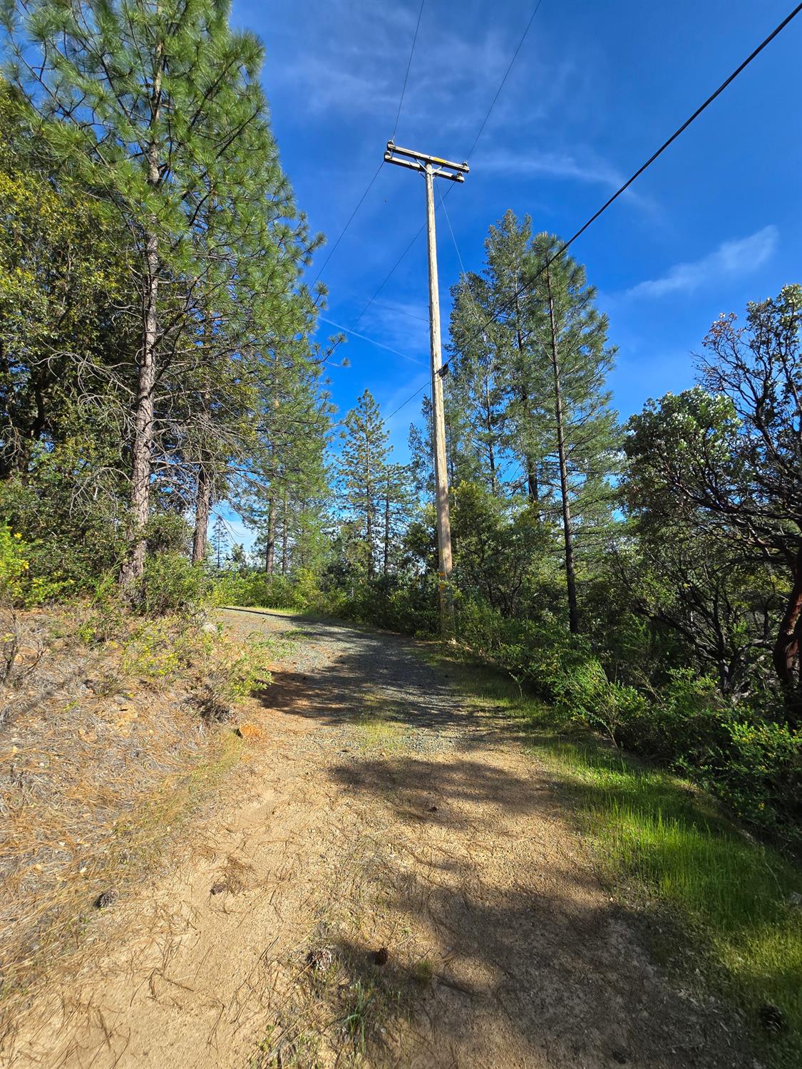 0 P C Lane Colfax, CA 95713 - Photo 6 of 8 a view of a yard with an tree