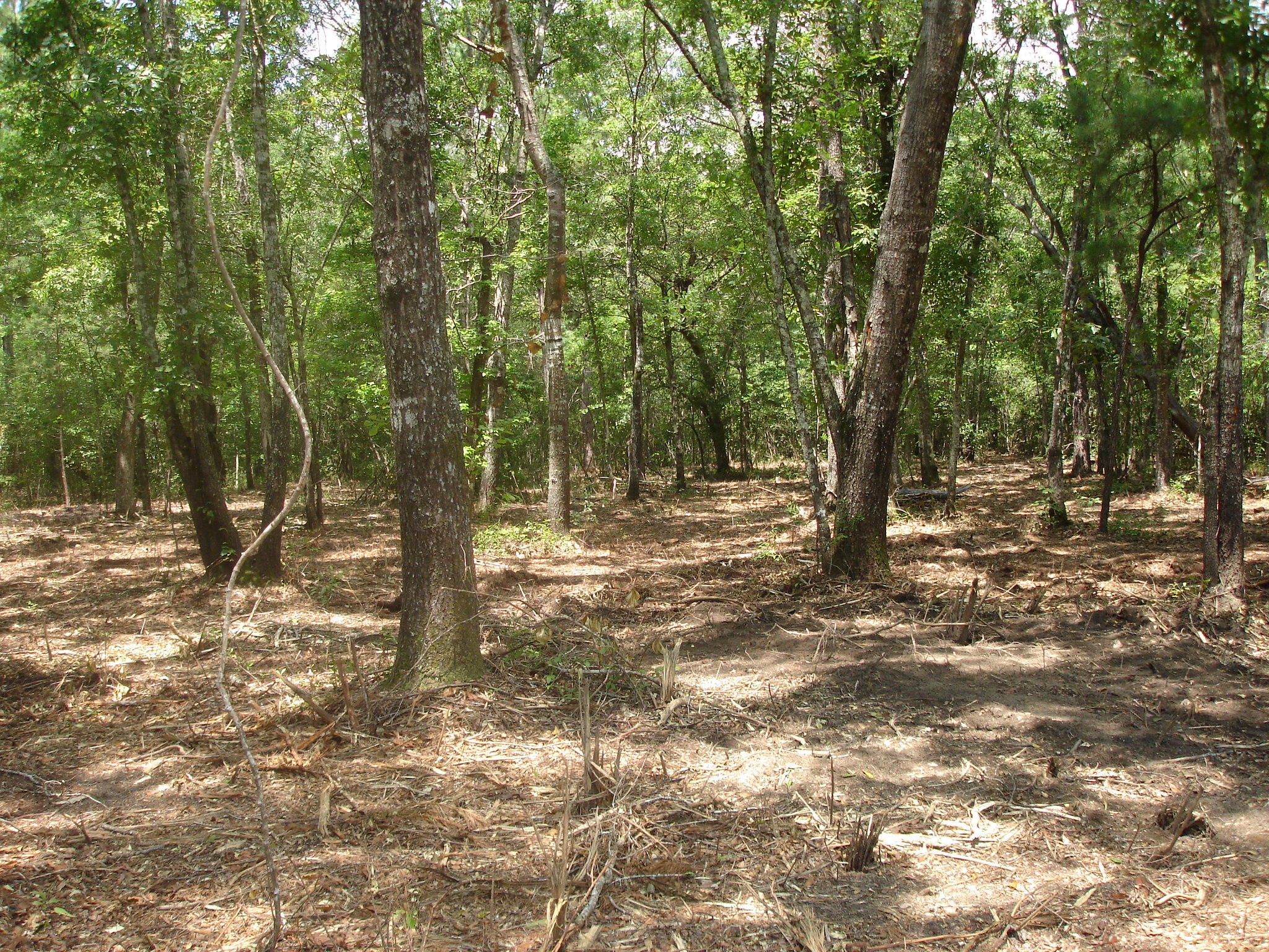 4 Klh Platt Road Ravenel, SC 29470 - Photo 7 of 8 Platt Sullins (5)