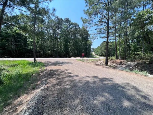 a street view with tall trees