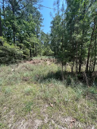 a view of a lush green forest with lots of trees