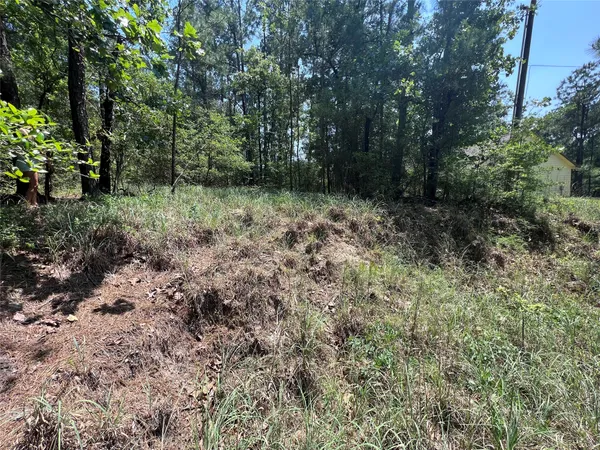 a view of a forest with trees in the background