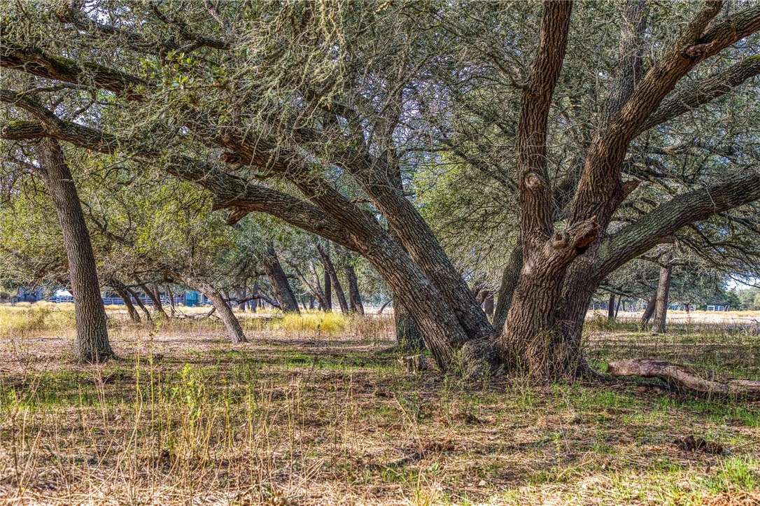 7300-2 Goehring Road Ledbetter, TX 78946 - Photo 11 of 21 a view of a yard with a tree