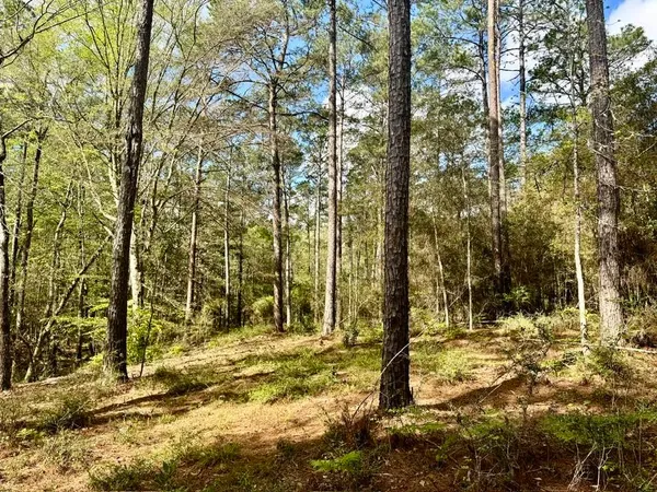 $70,000 | Lot 281 Lakeland Ranch Drive, Woodville, TX 75979