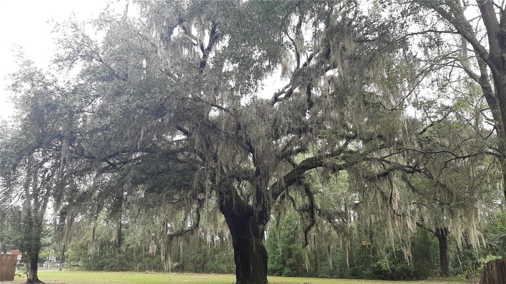 3801 Northwest 6th Street Gainesville, FL 32609 - Photo 19 of 19 a view of tree