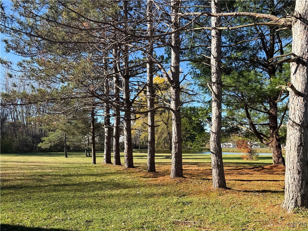 87 Armstrong Road Lansing, NY 14882 - Photo 47 of 49 Trees and Yard