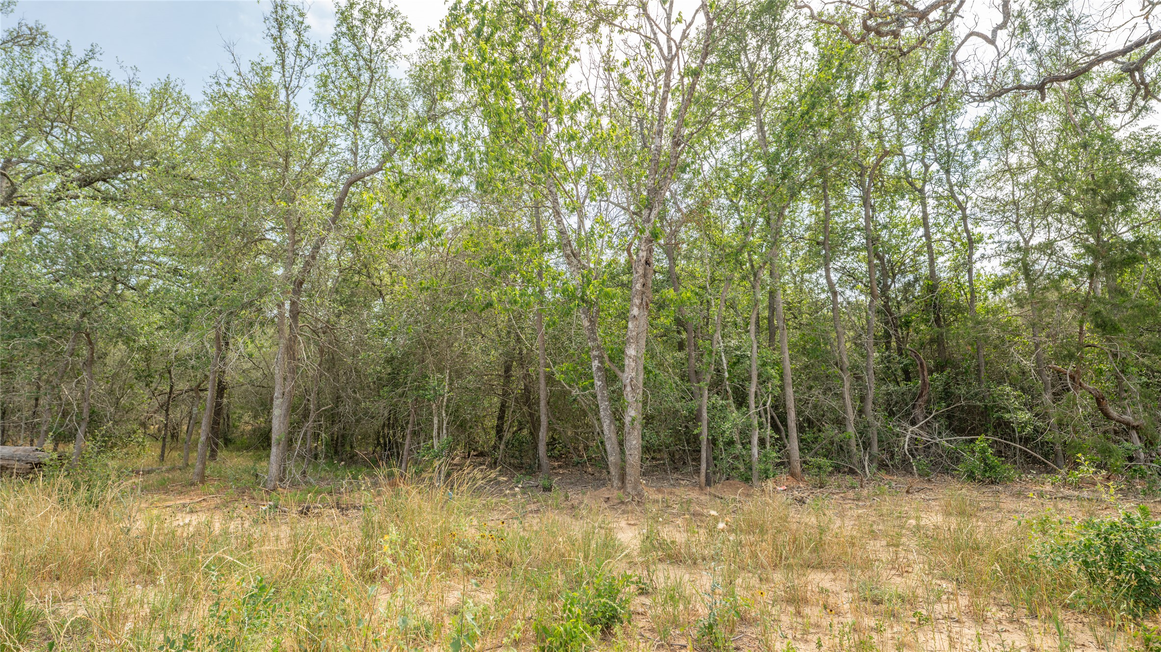 926 Ferguson Loop Dale Dale, TX 78616 - Photo 2 of 7 a view of forest