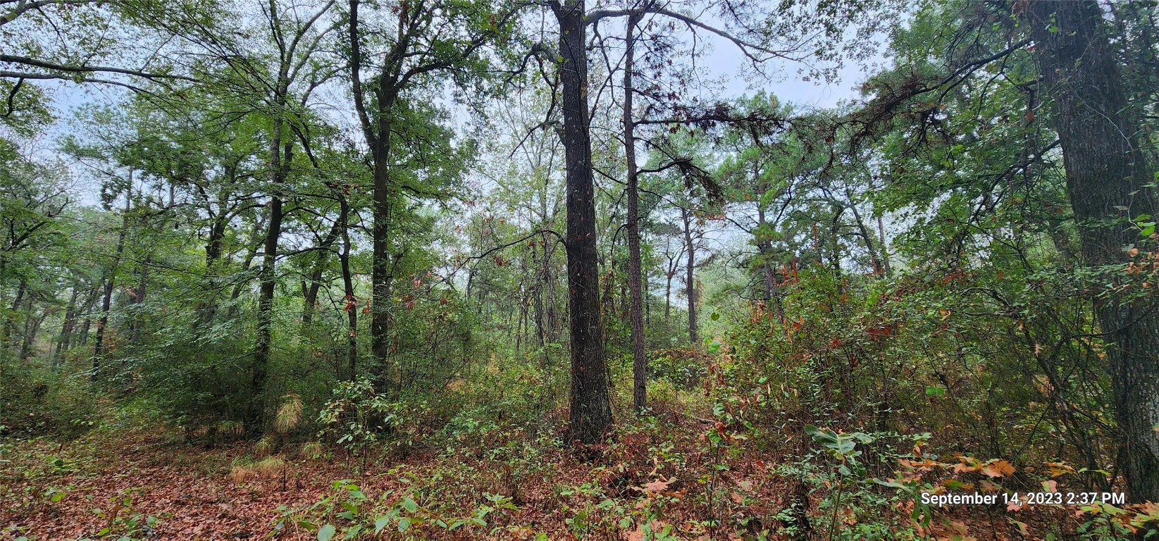 Tbd Zed Creek Road Lufkin, TX 75904 - Photo 11 of 19