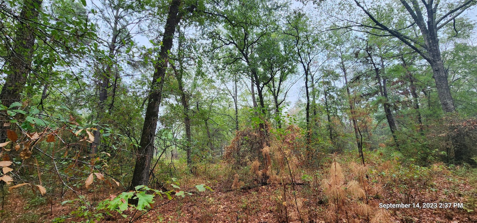 Tbd Zed Creek Road Lufkin, TX 75904 - Photo 12 of 19