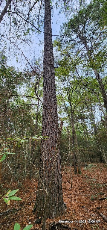 Tbd Zed Creek Road Lufkin, TX 75904 - Photo 15 of 19
