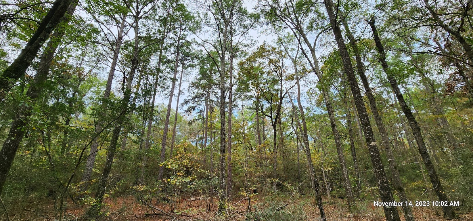 Tbd Zed Creek Road Lufkin, TX 75904 - Photo 16 of 19