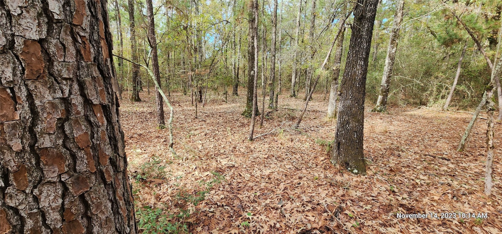 Tbd Zed Creek Road Lufkin, TX 75904 - Photo 17 of 19