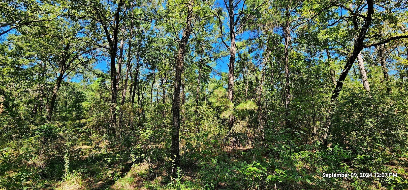 Tbd Zed Creek Road Lufkin, TX 75904 - Photo 3 of 19