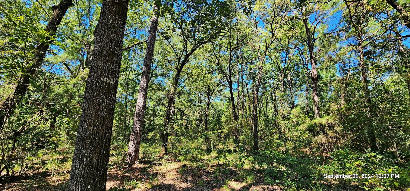 Tbd Zed Creek Road Lufkin, TX 75904 - Photo 5 of 19