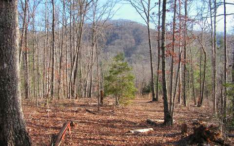 Lot 3 Cutcane Ridge Mineral Bluff, GA 30559 - Photo 1 of 1 Main View