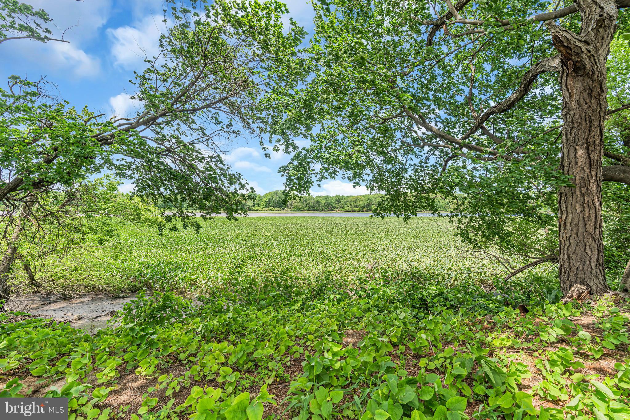 516 River Drive Riverside, NJ 08075 - Photo 65 of 82 a view of yard with green space