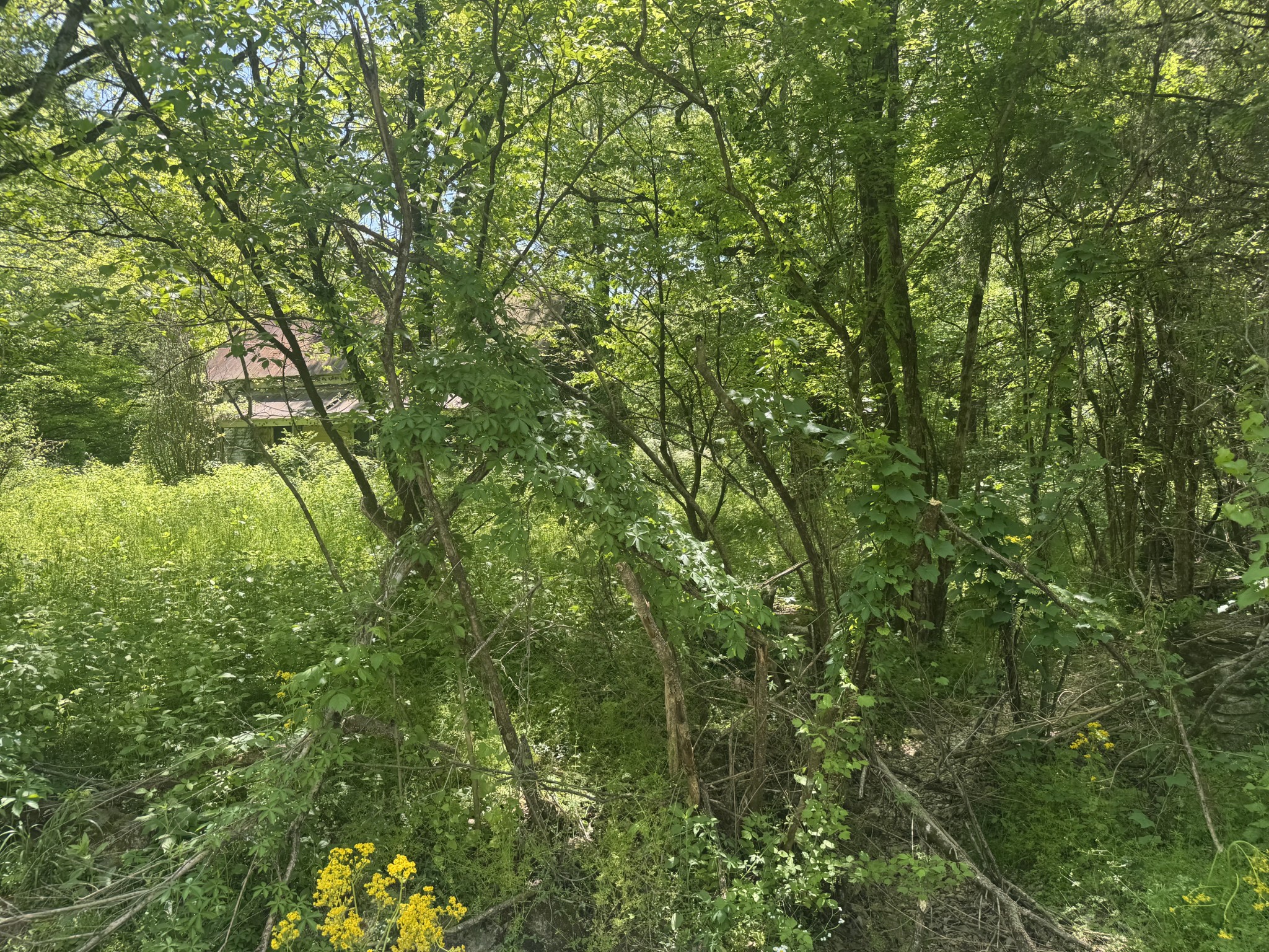 197 Blue Smith Road Petersburg, TN 37144 - Photo 28 of 29 a view of a lush green forest