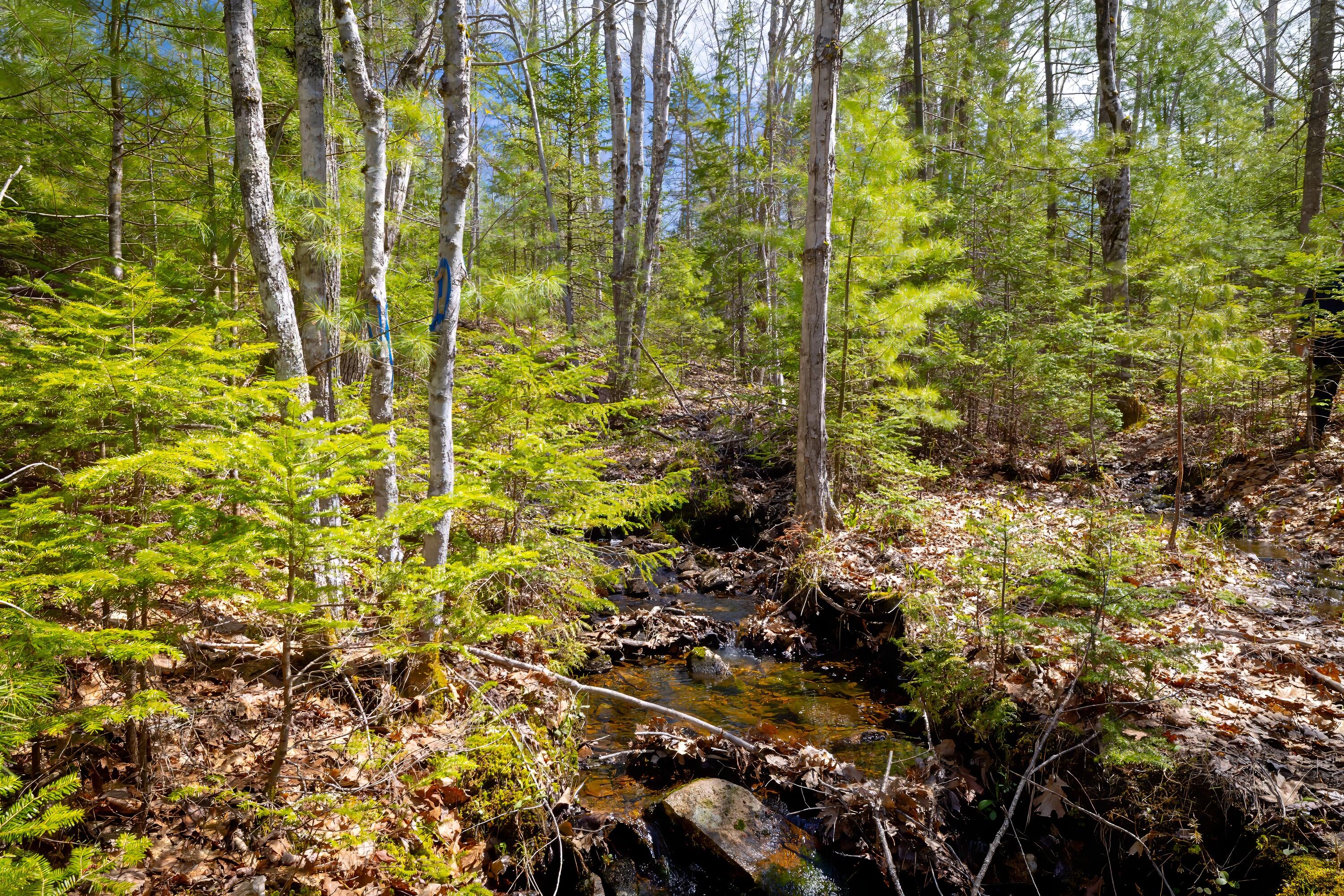 Lot 9 Bluff Road Bar Harbor, ME 04609 - Photo 25 of 33 Copy of 63-Lot 9, Bluff Road-DTP