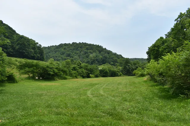 a view of a grassy field with trees in the background