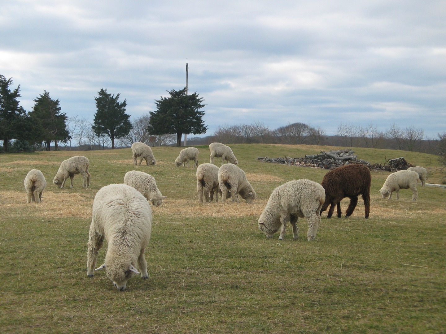 18 Allen Farm Road Chilmark, MA 02535 - Photo 12 of 13
