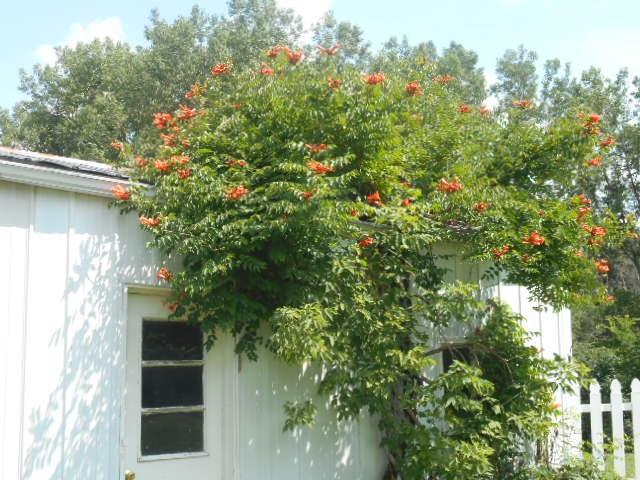 9774 Riverside Drive St. Louis, MI 48880 - Photo 4 of 42 1834074-3.JPG
