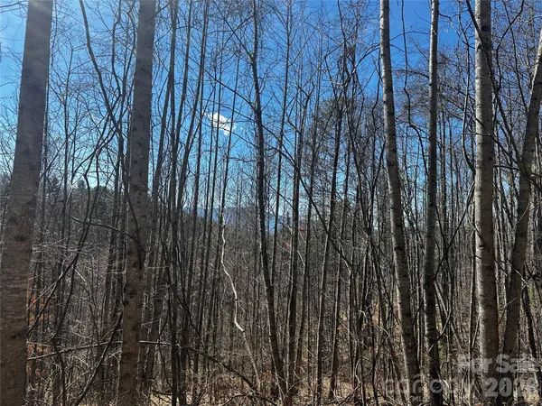 a view of lots of trees