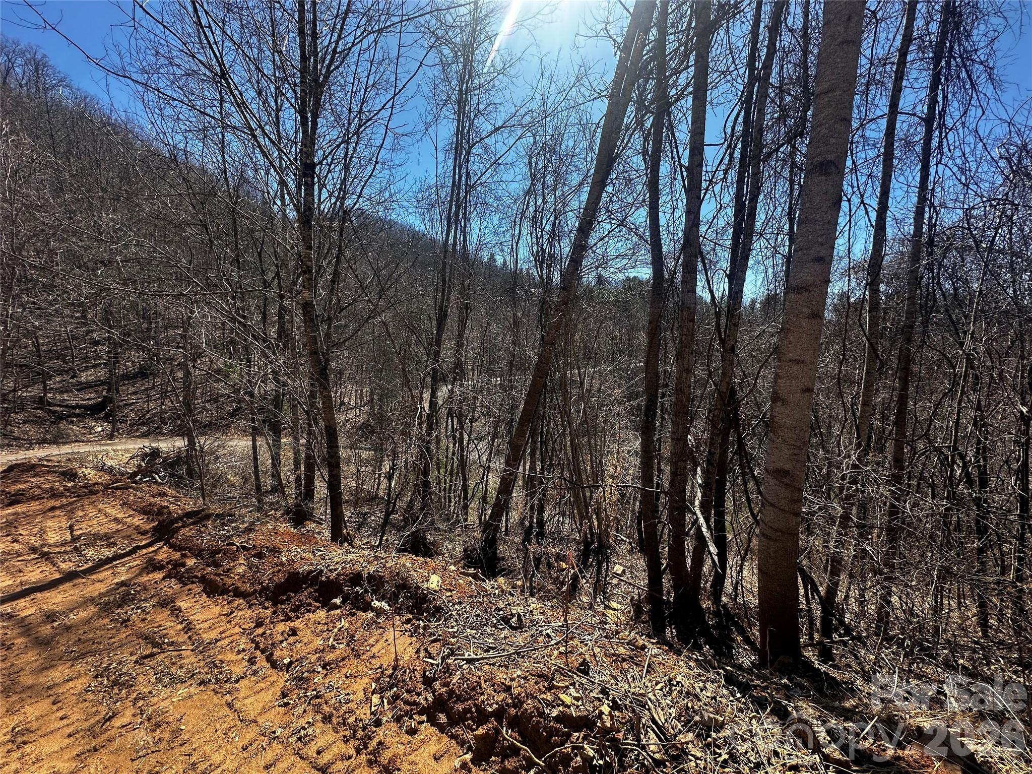 0 Grace Ridge Road Bakersville, NC 28705 - Photo 3 of 13 a view of a forest with trees